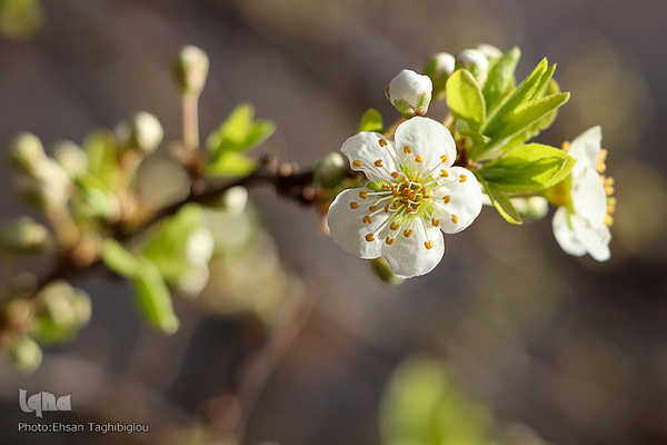 شکوفه‌های بهاری در زنجان
