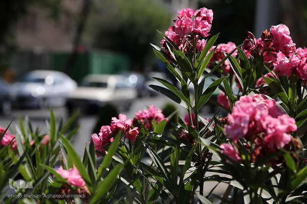 اولین روز تابستان۱۴۰۰ در پایتخت