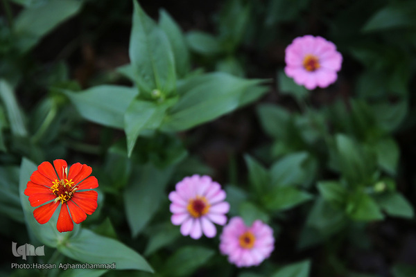 پارک شهر تهران در اولین روز تابستان۱۴۰۰