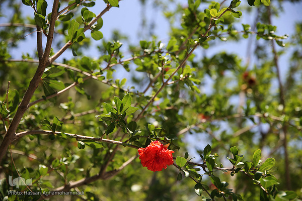 پارک شهر تهران در اولین روز تابستان۱۴۰۰
