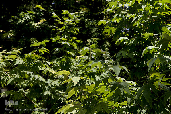 پارک شهر تهران در اولین روز تابستان۱۴۰۰