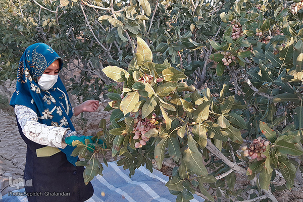 برداشت پسته در «اسفدن» خراسان جنوبی