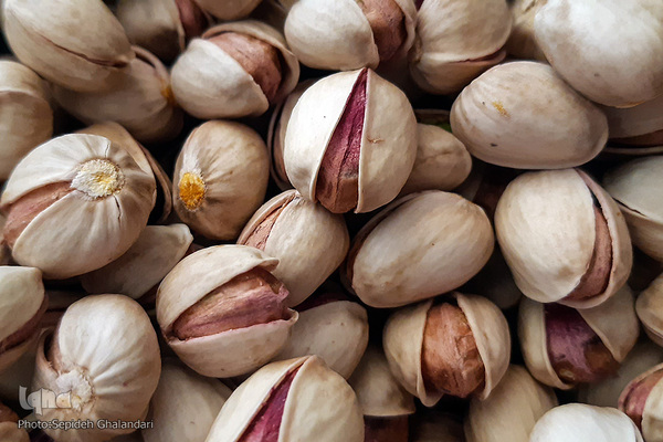 برداشت پسته در «اسفدن» خراسان جنوبی