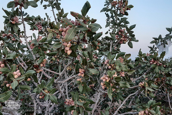 برداشت پسته در «اسفدن» خراسان جنوبی