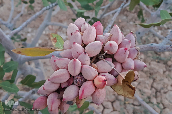 برداشت پسته در «اسفدن» خراسان جنوبی