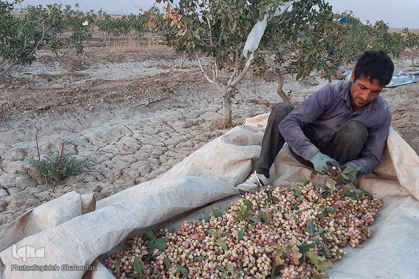 برداشت پسته در «اسفدن» خراسان جنوبی