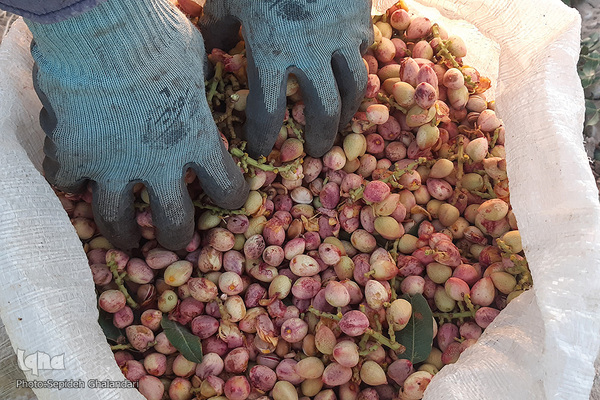 برداشت پسته در «اسفدن» خراسان جنوبی