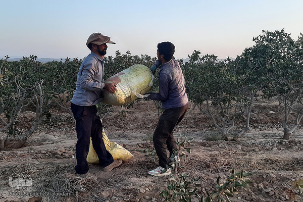 برداشت پسته در «اسفدن» خراسان جنوبی