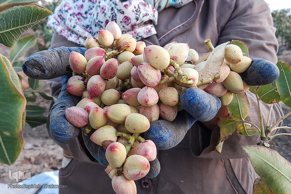 برداشت پسته در «اسفدن» خراسان جنوبی