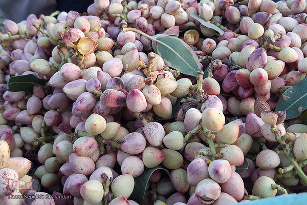 برداشت پسته در «اسفدن» خراسان جنوبی