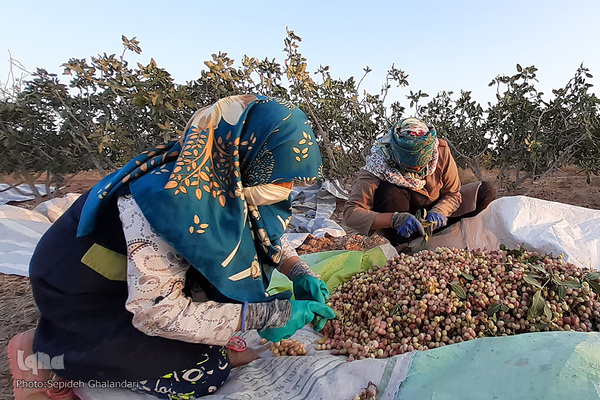 برداشت پسته در «اسفدن» خراسان جنوبی