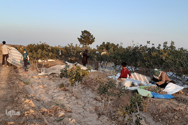 برداشت پسته در «اسفدن» خراسان جنوبی