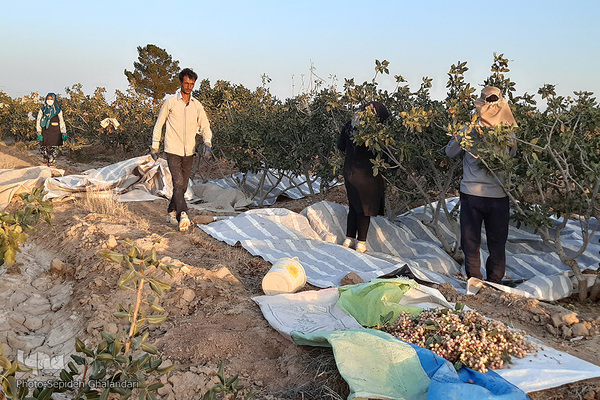 برداشت پسته در «اسفدن» خراسان جنوبی