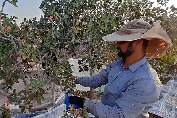 برداشت پسته در «اسفدن» خراسان جنوبی