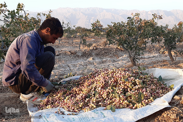 برداشت پسته در «اسفدن» خراسان جنوبی