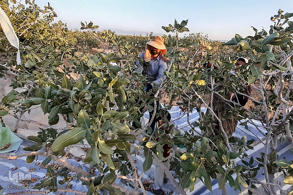 برداشت پسته در «اسفدن» خراسان جنوبی