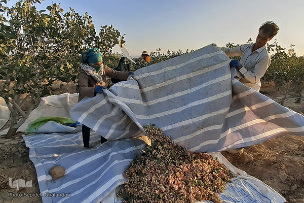 برداشت پسته در «اسفدن» خراسان جنوبی