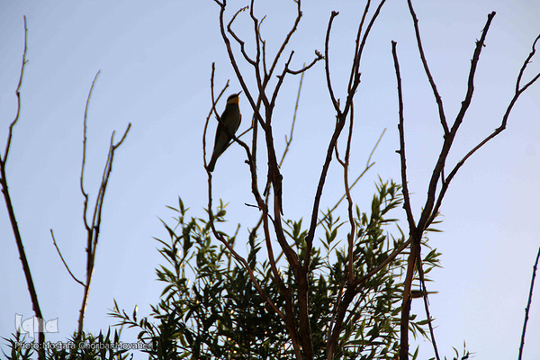 جاذبه گردشگری روستای «کسانق» اهر