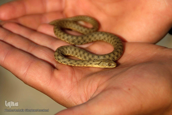 جاذبه گردشگری روستای «کسانق» اهر