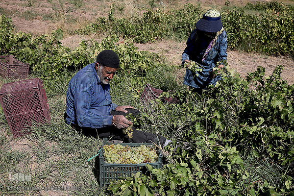 برداشت انگور از باغات روستای جرندق تاکستان