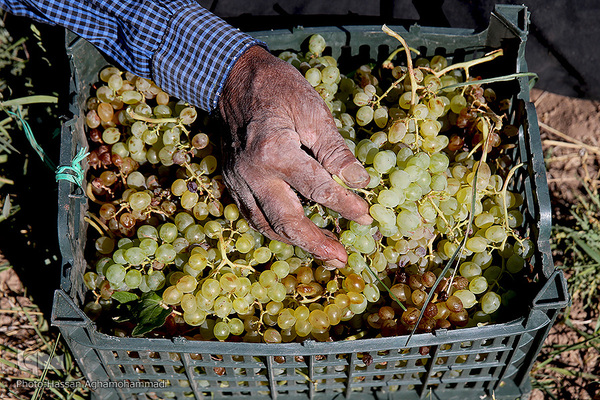 برداشت انگور از باغات روستای جرندق تاکستان