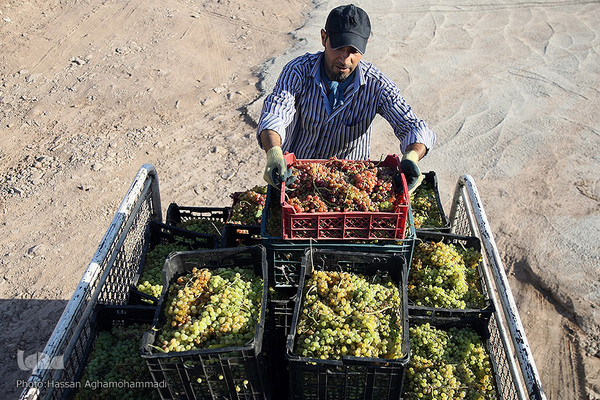 برداشت انگور از باغات روستای جرندق تاکستان