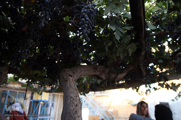 فرآوری سنتی محصول انگور به کشمش در روستای جرندق تاکستان 