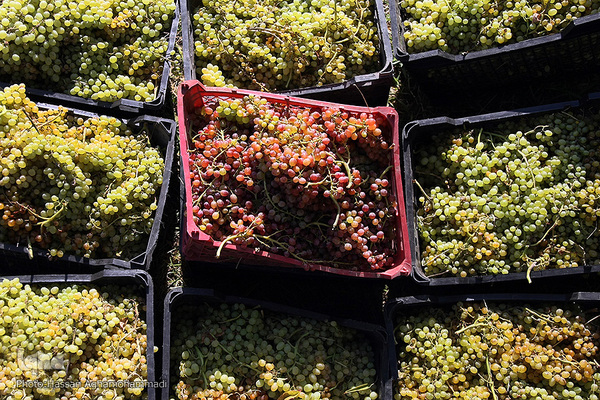 برداشت انگور از باغات روستای جرندق تاکستان