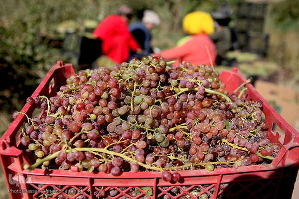 برداشت انگور از باغات روستای جرندق تاکستان