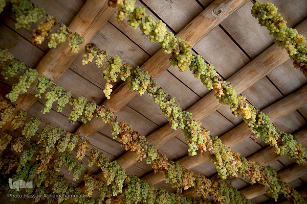 فرآوری سنتی محصول انگور به کشمش در روستای جرندق تاکستان 