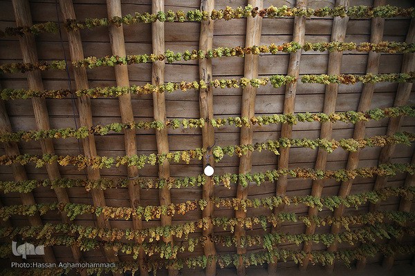 فرآوری سنتی محصول انگور به کشمش در روستای جرندق تاکستان 