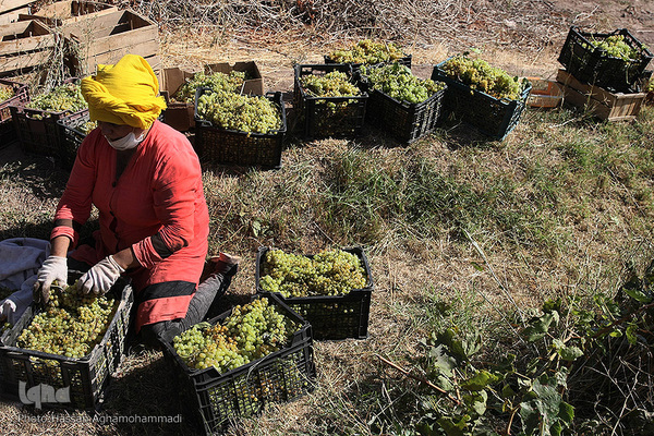 برداشت انگور از باغات روستای جرندق تاکستان