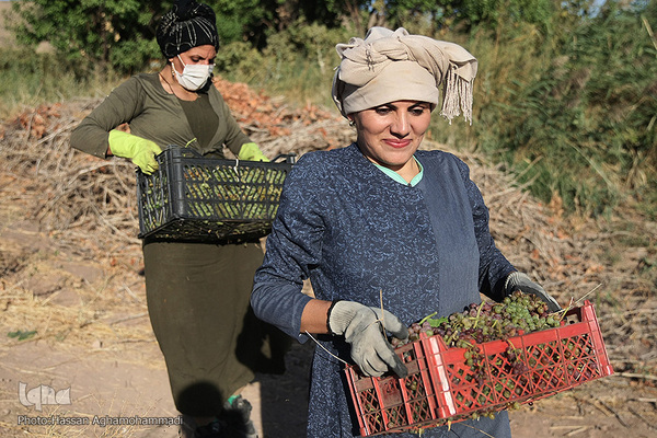 برداشت انگور از باغات روستای جرندق تاکستان