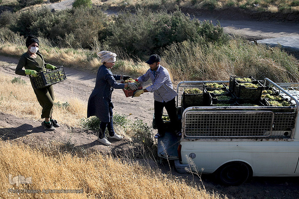 برداشت انگور از باغات روستای جرندق تاکستان