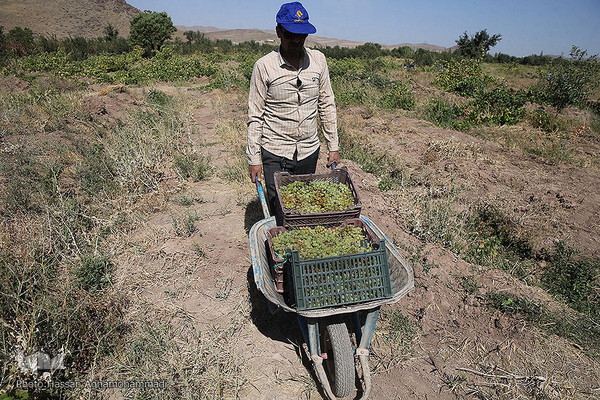 برداشت انگور از باغات روستای جرندق تاکستان