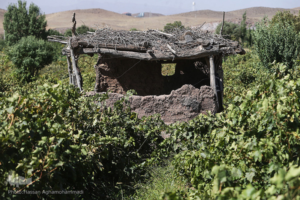 برداشت انگور از باغات روستای جرندق تاکستان