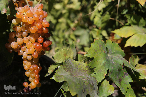 برداشت انگور از باغات روستای جرندق تاکستان