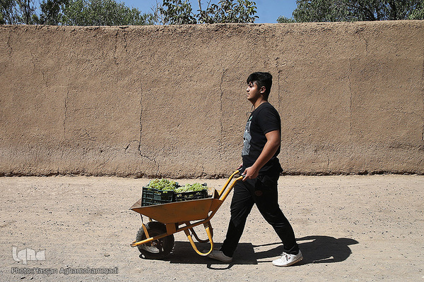 برداشت انگور از باغات روستای جرندق تاکستان