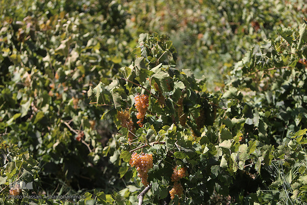 برداشت انگور از باغات روستای جرندق تاکستان