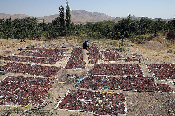 فرآوری سنتی محصول انگور به کشمش در روستای جرندق تاکستان 