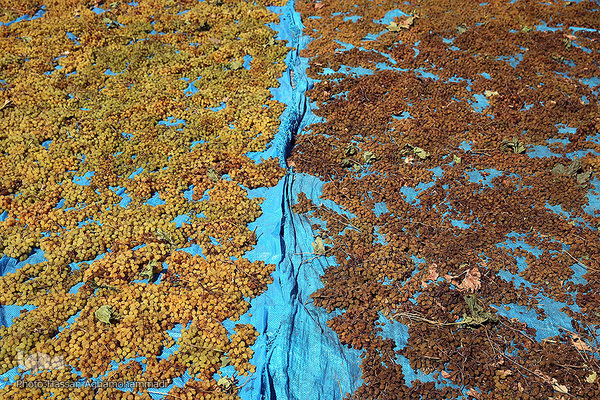 فرآوری سنتی محصول انگور به کشمش در روستای جرندق تاکستان 