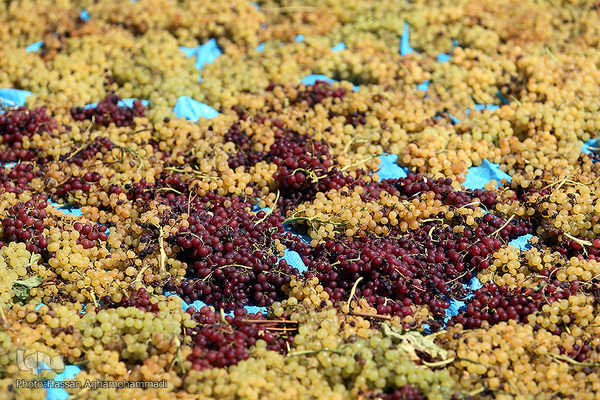 فرآوری سنتی محصول انگور به کشمش در روستای جرندق تاکستان 