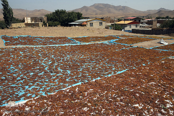 فرآوری سنتی محصول انگور به کشمش در روستای جرندق تاکستان 