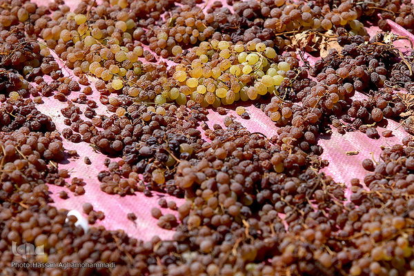 فرآوری سنتی محصول انگور به کشمش در روستای جرندق تاکستان 