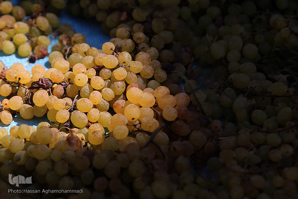 فرآوری سنتی محصول انگور به کشمش در روستای جرندق تاکستان 