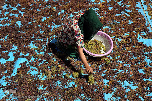 فرآوری سنتی محصول انگور به کشمش در روستای جرندق تاکستان 