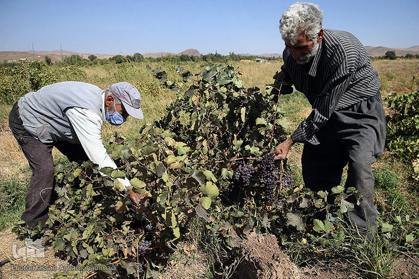 برداشت انگور از باغات روستای جرندق تاکستان