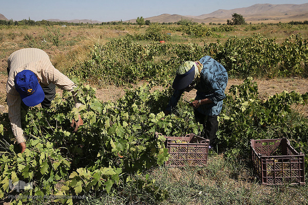 برداشت انگور از باغات روستای جرندق تاکستان