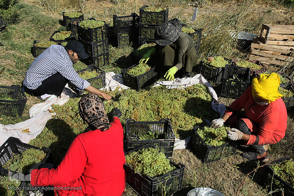برداشت انگور در روستای جرندق تاکستان