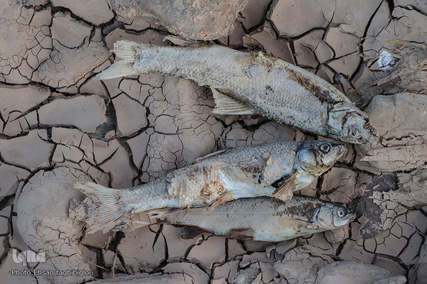 مرگ ماهی های رودخانه قزل اوزن در ماه نشان استان زنجان